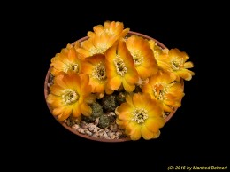 Sulcorebutia tarabucoensis v. callecallensis L389 2131
